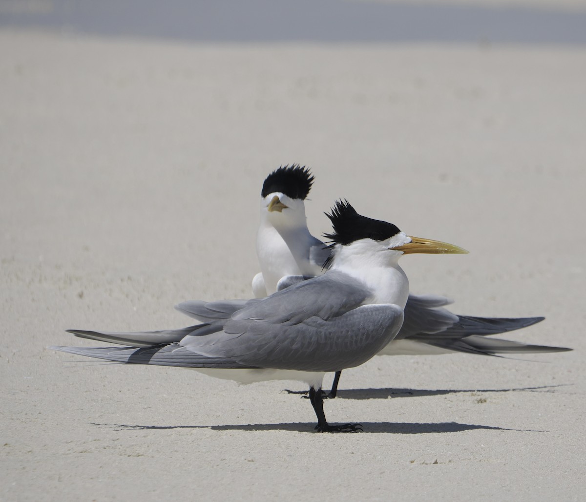 Great Crested Tern - ML646437934