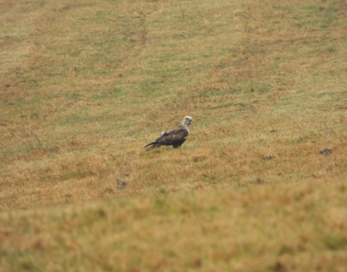 Rough-legged Hawk - ML646437936