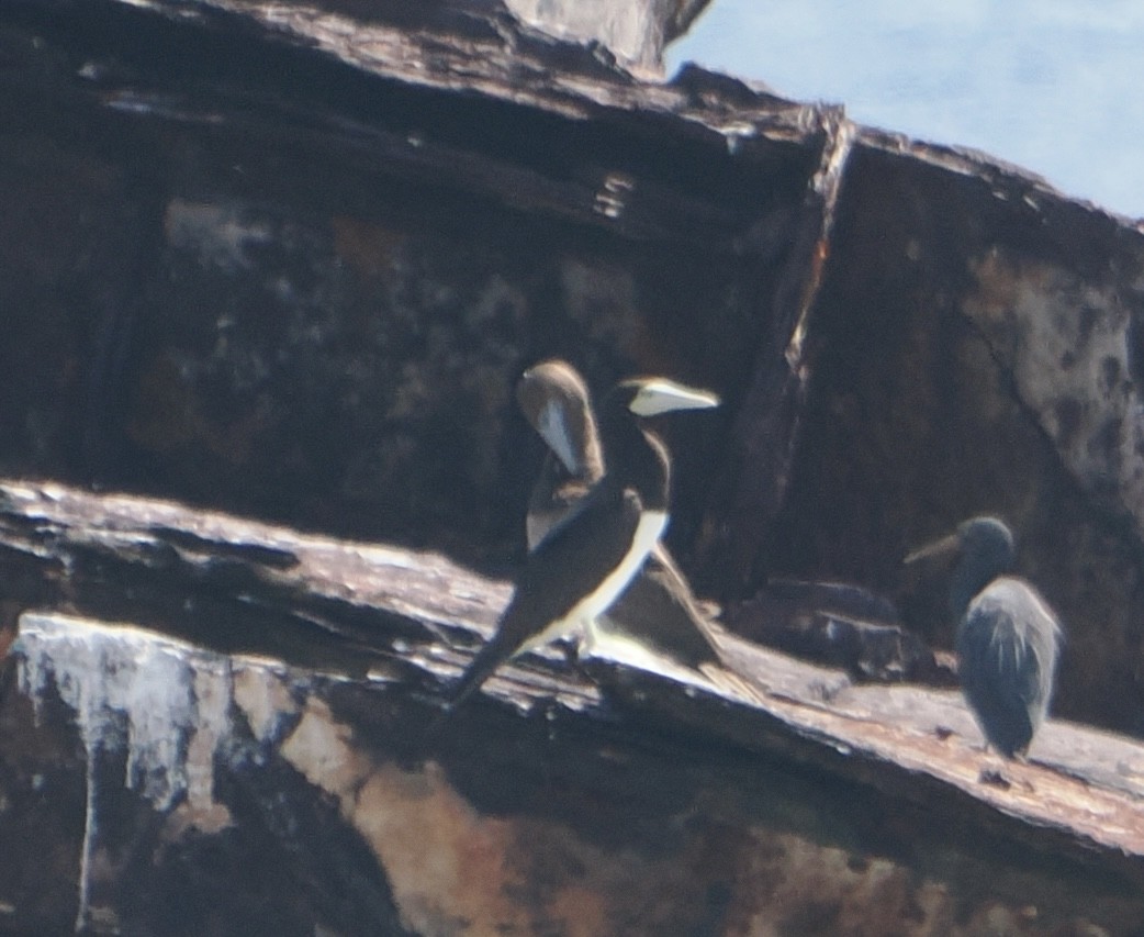 Brown Booby - ML646437937