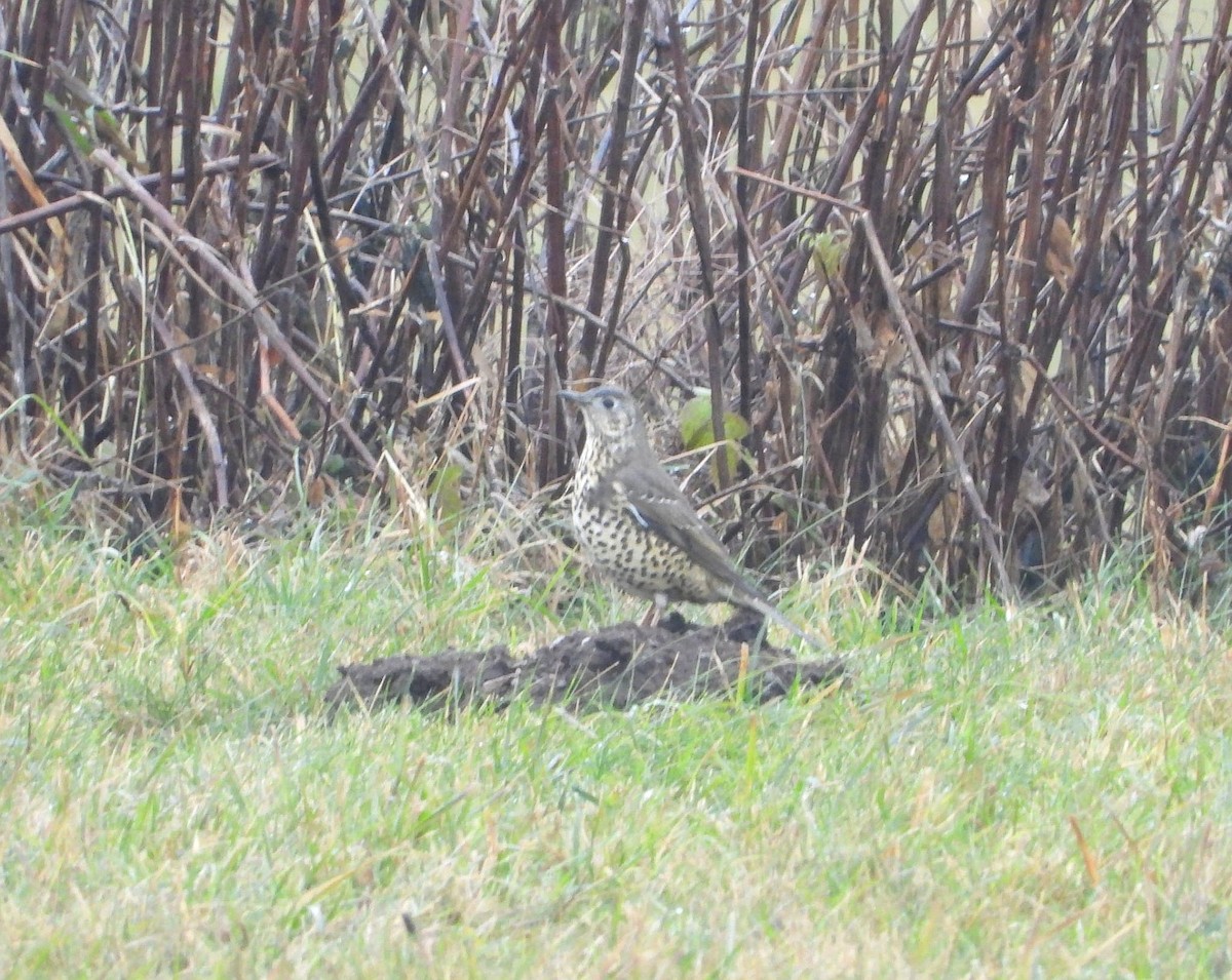 drozd brávník - ML646437938