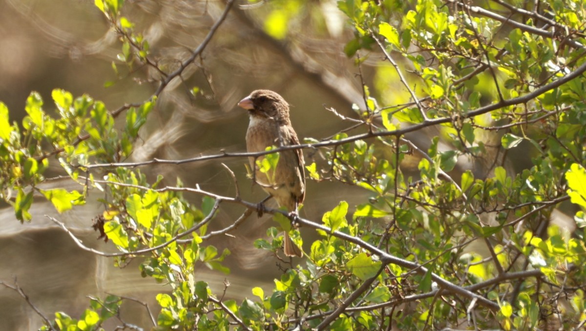 Protea Canary - ML646437942