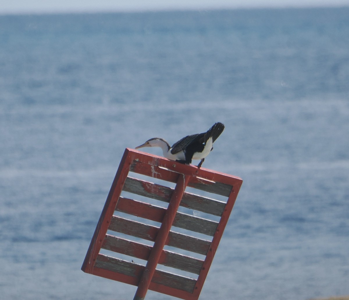 Pied Cormorant - ML646437943