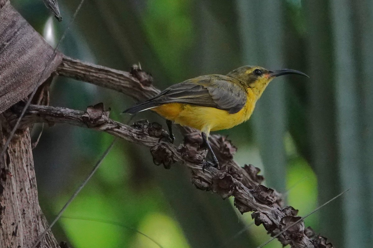 Sahul Sunbird - ML646437944
