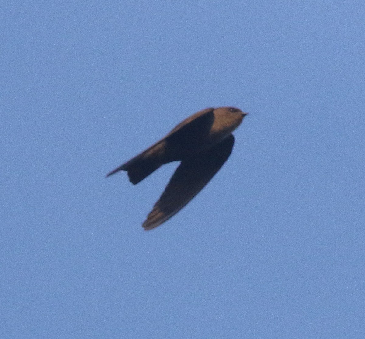 インドチャイロツバメ - ML646437945