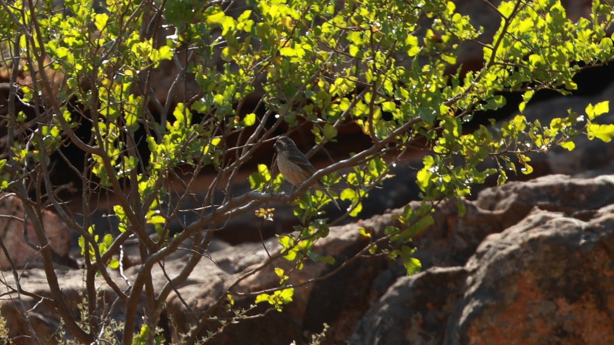 Protea Canary - ML646437947