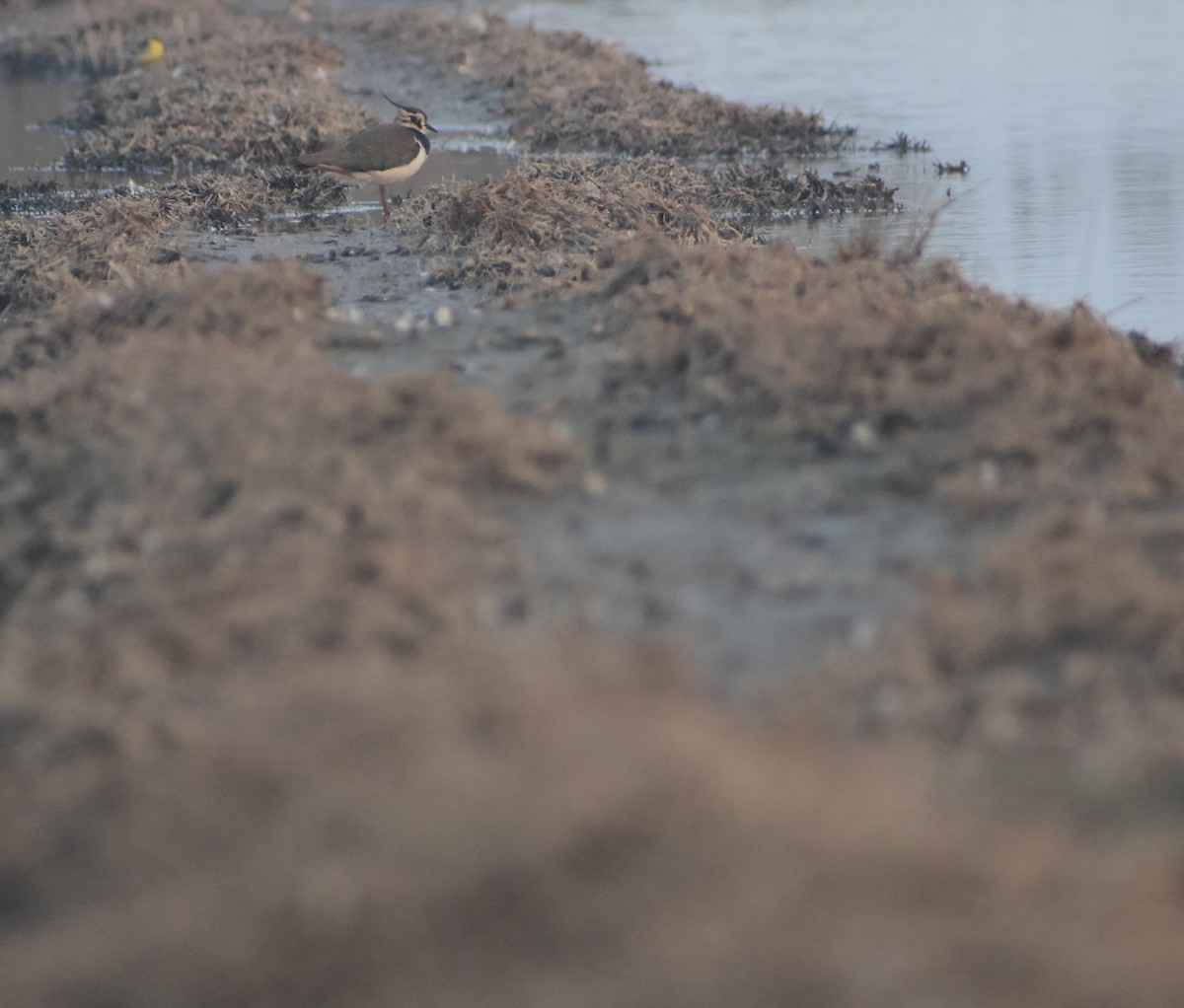 Northern Lapwing - ML646437948