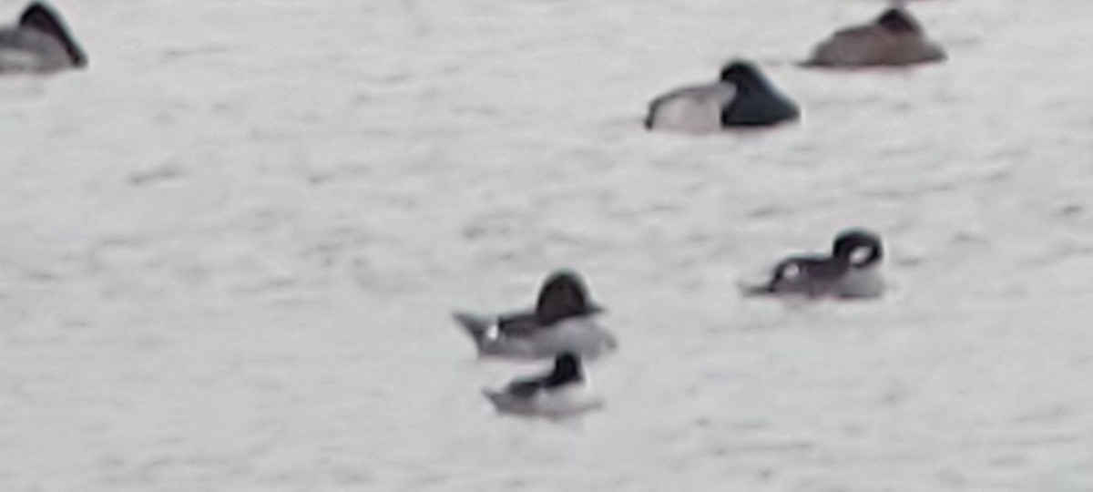 Common Goldeneye - ML646437950