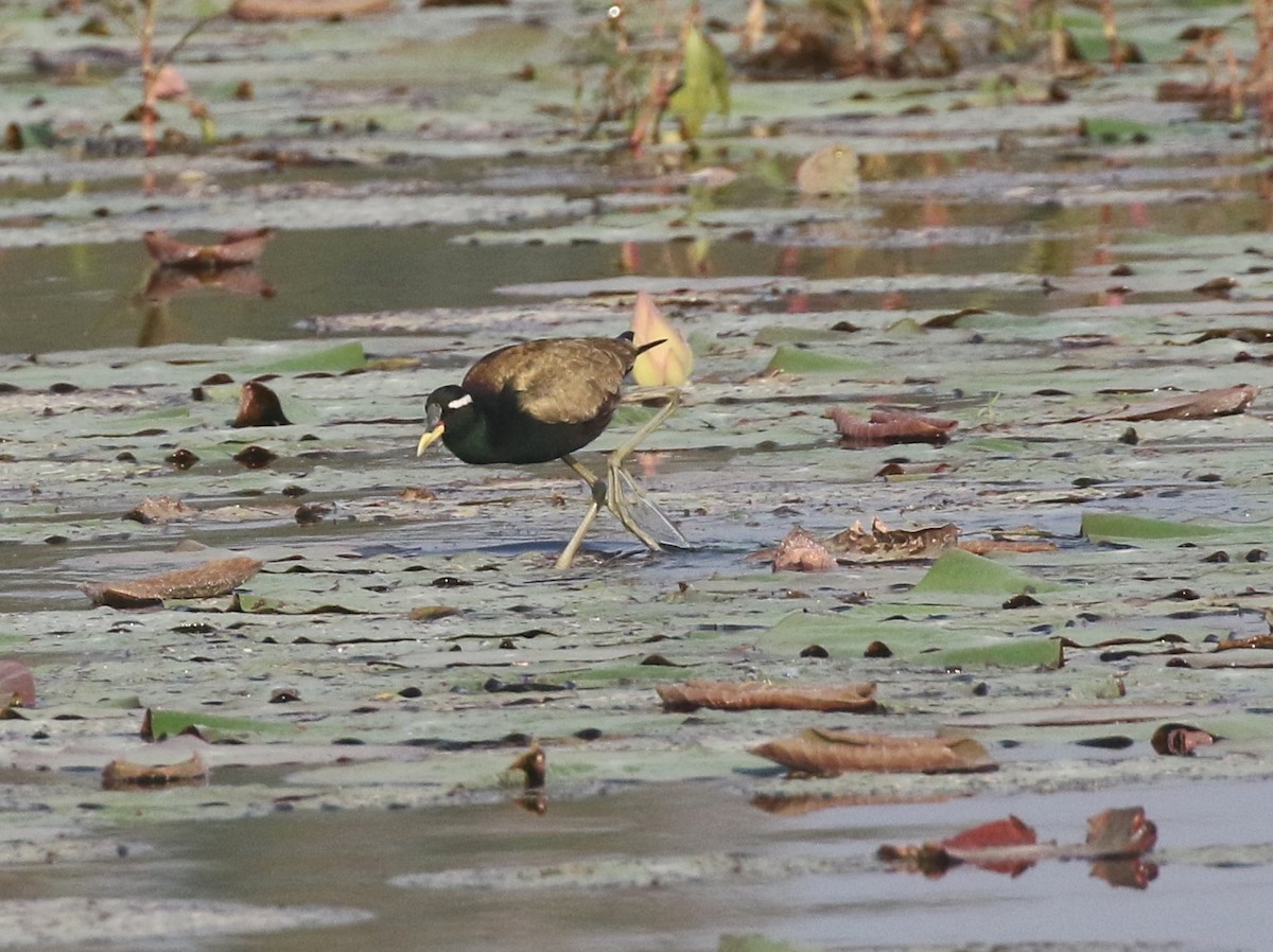 アジアレンカク - ML646437951