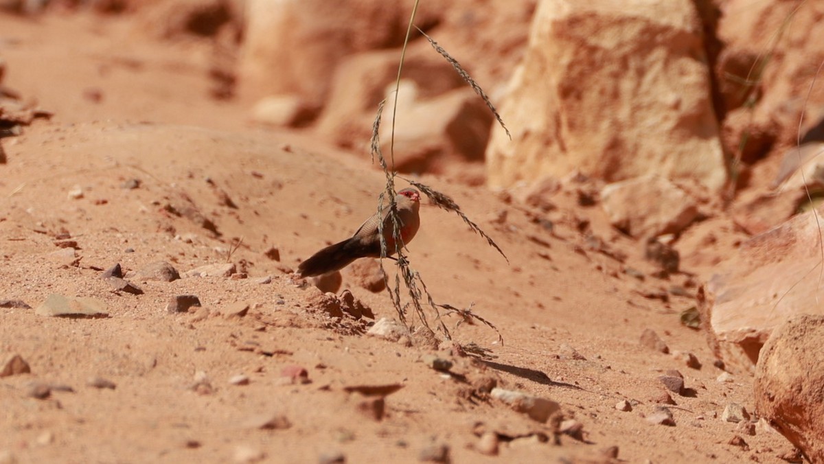 橫斑梅花雀 - ML646437952