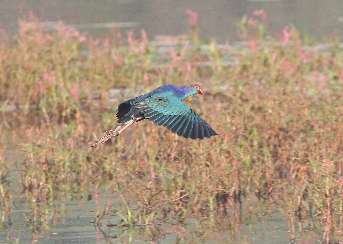 Uroilo urdin burugrisa - ML646437959