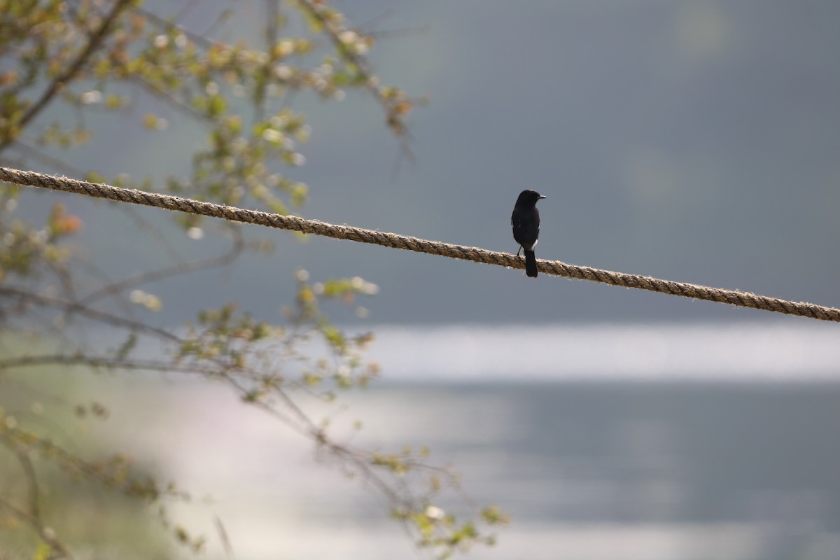 Pied Bushchat - ML646437963