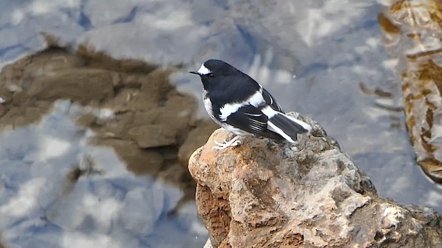 Little Forktail - ML646437965