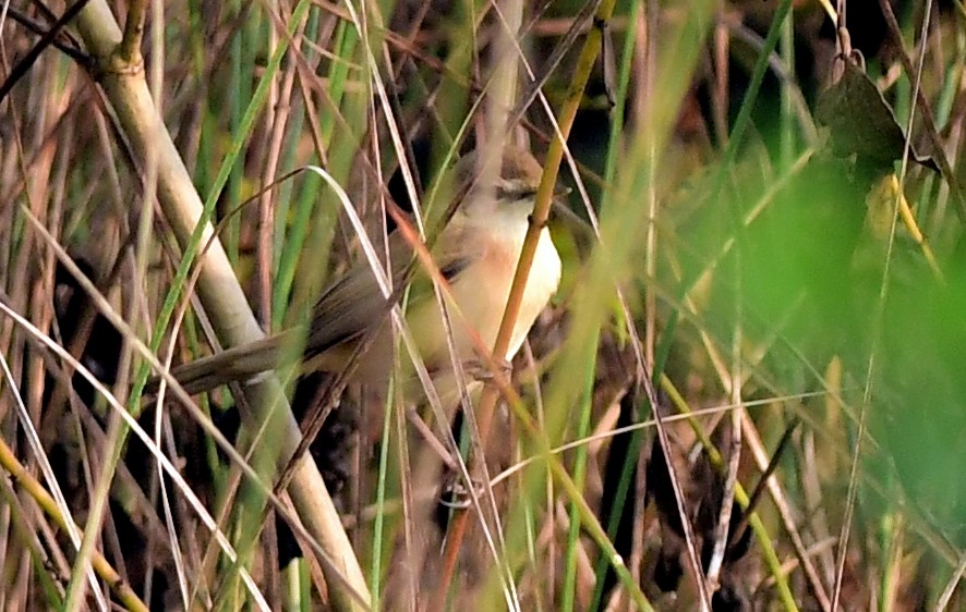 Paddyfield Warbler - ML646437966