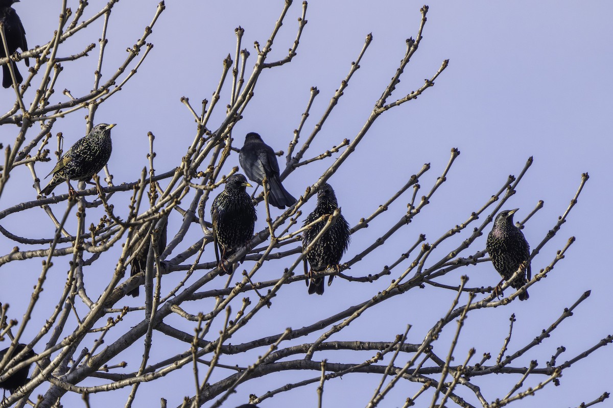 歐洲椋鳥 - ML646437967