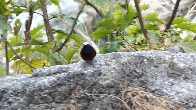 White-capped Redstart - ML646437969