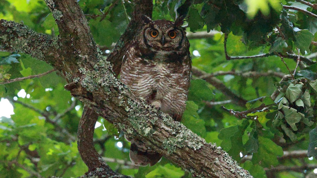 Spotted Eagle-Owl - ML646437970