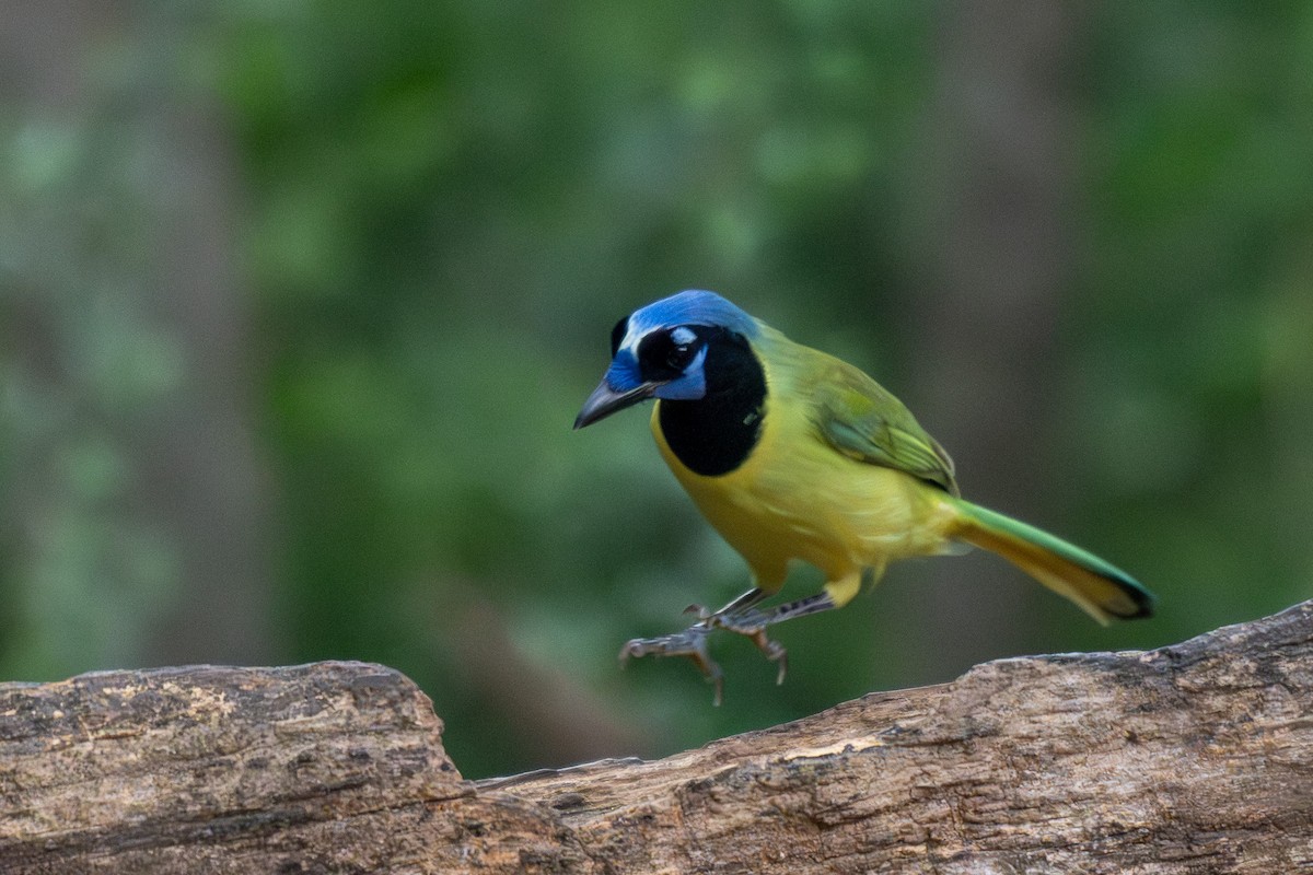 Green Jay - ML646437972