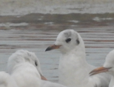 Black-headed Gull - ML646437973