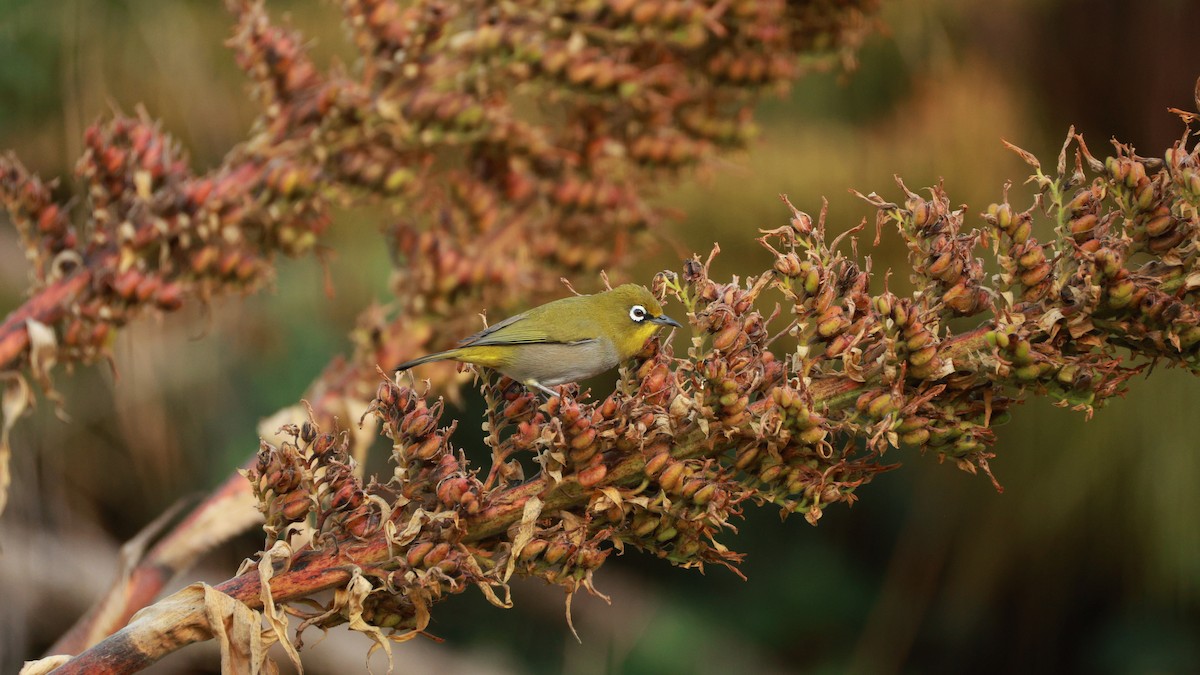 Cape White-eye (Cape) - ML646437974