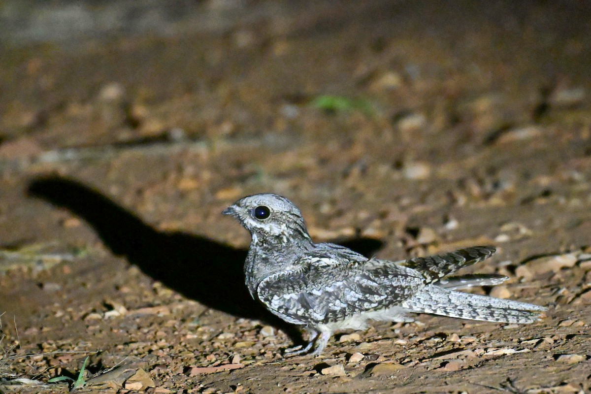 תחמס אירופי - ML646437975