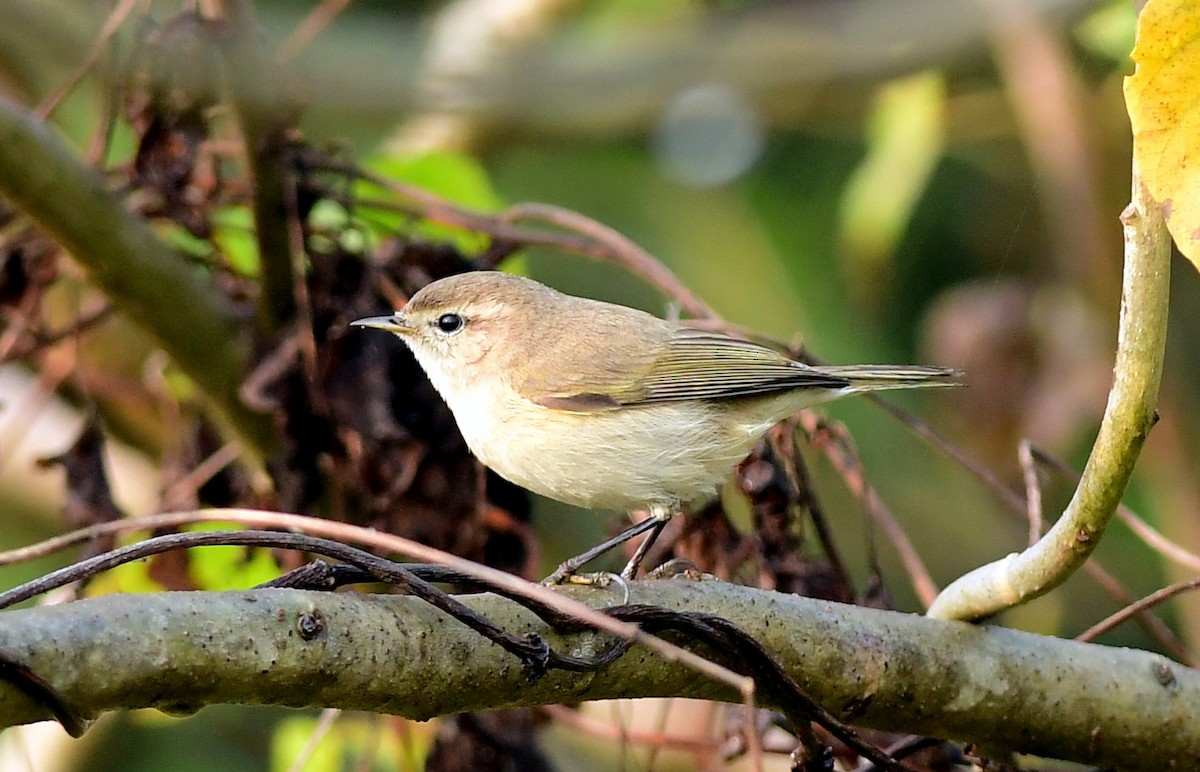 Common Chiffchaff - ML646437976