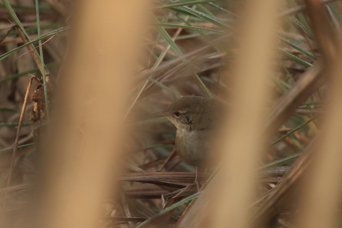 West Himalayan Bush Warbler - ML646437980