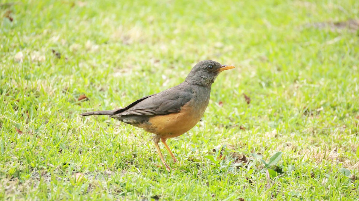 Olive Thrush - ML646437982