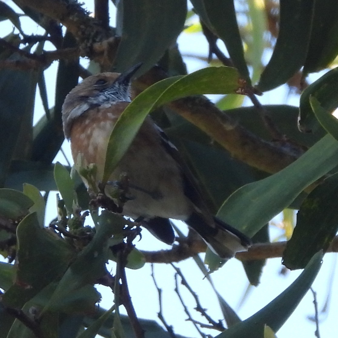 Hawaii Elepaio - ML646437983