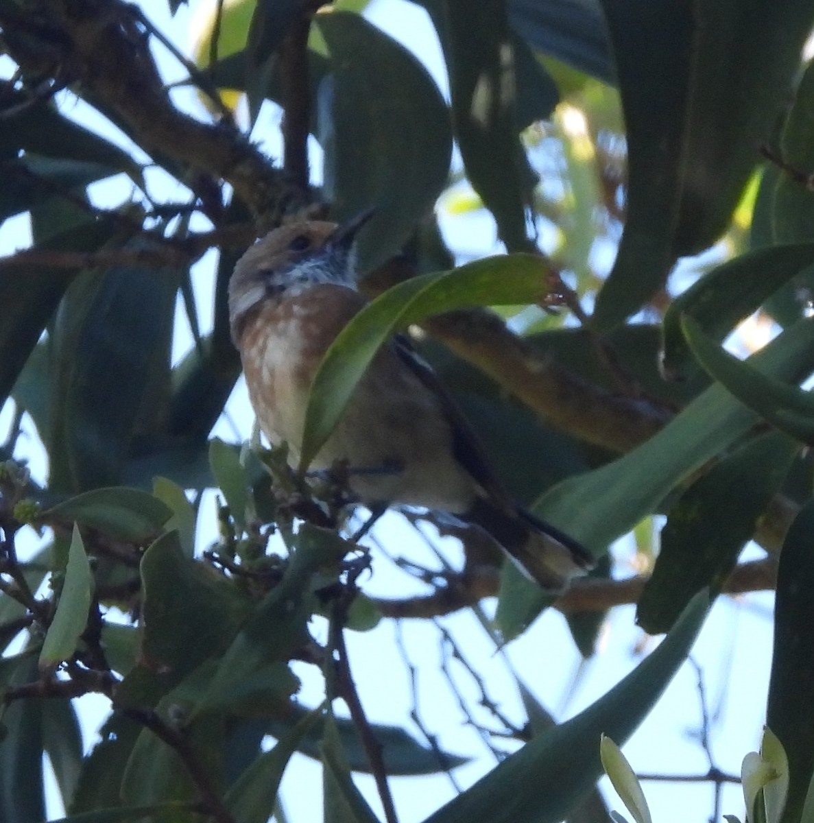 Hawaii Elepaio - ML646437984