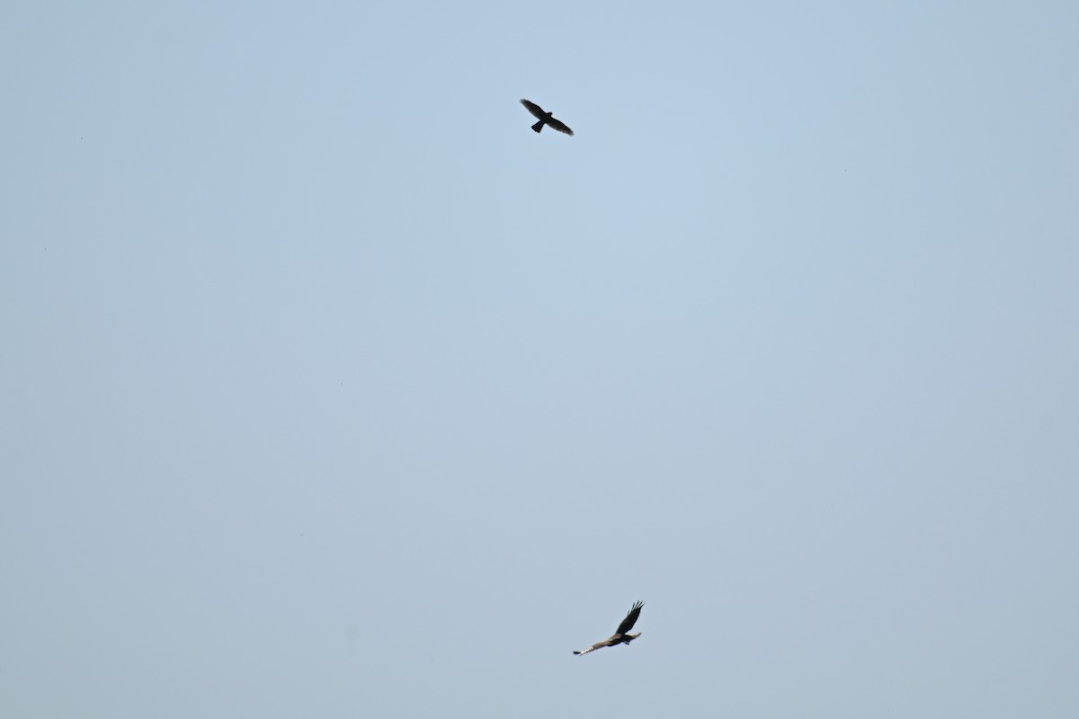 Gavilán Besra - ML646437985