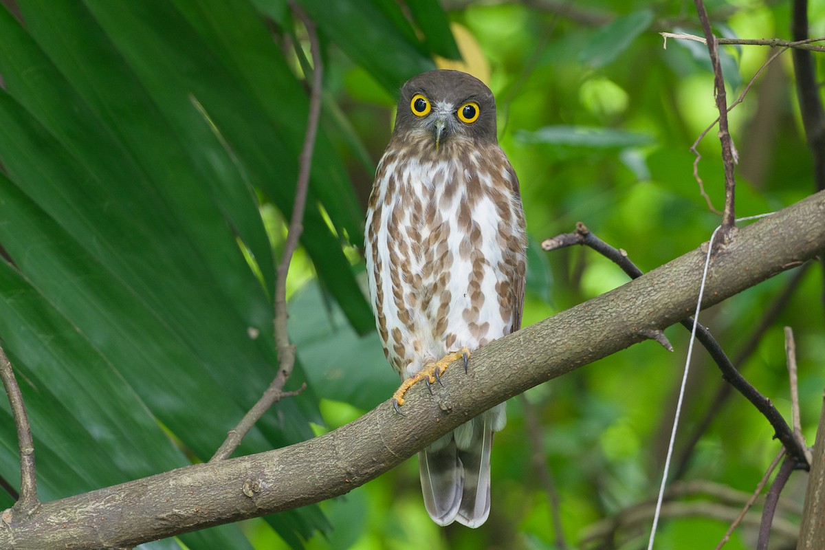 Japankauz - ML646437986