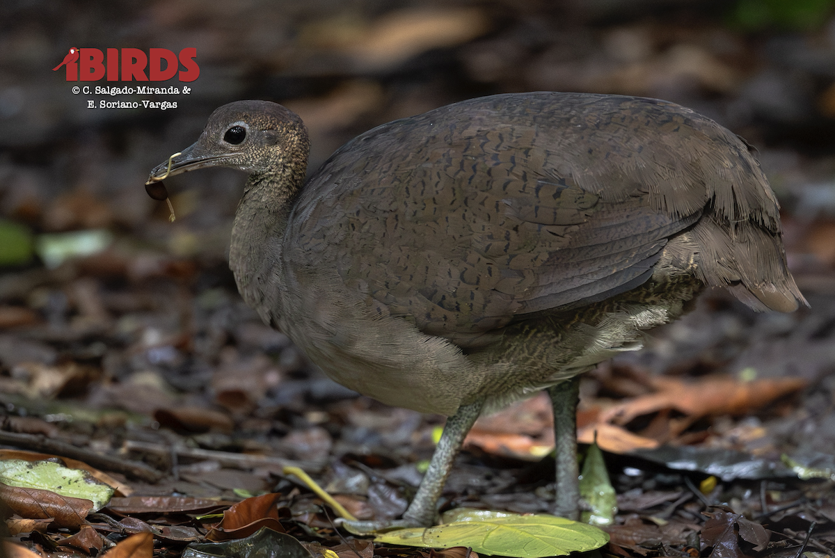 Great Tinamou - ML646437990