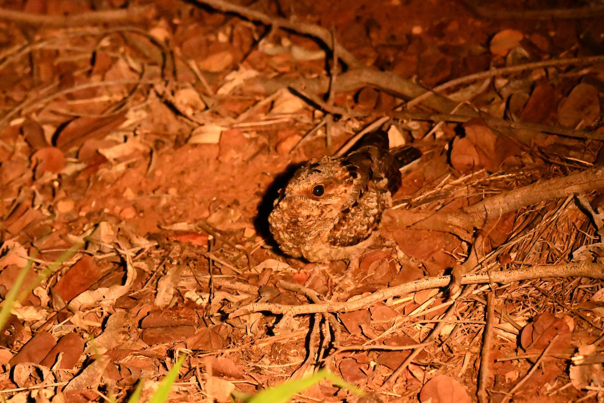 Fiery-necked Nightjar - ML646437991