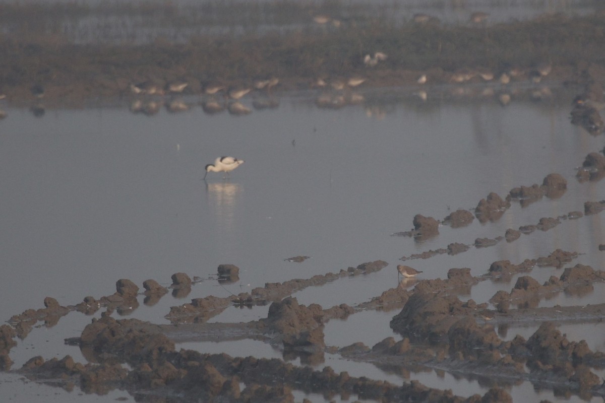 Txirri arrunta - ML646437992