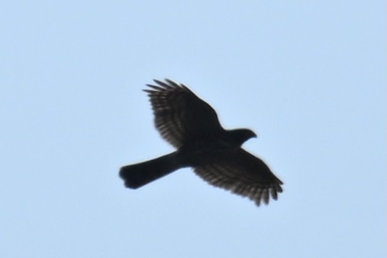 Gavilán Besra - ML646437993