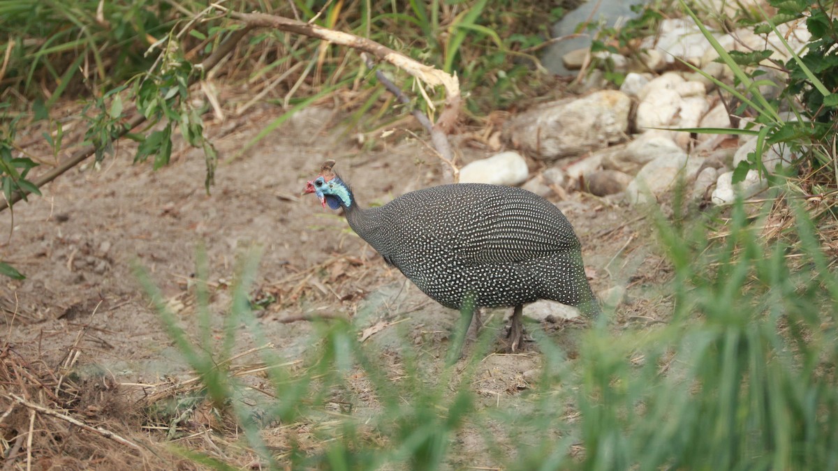 普通珠雞(mitratus群) - ML646437994