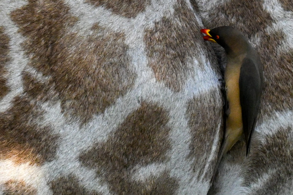Yellow-billed Oxpecker - ML646437995
