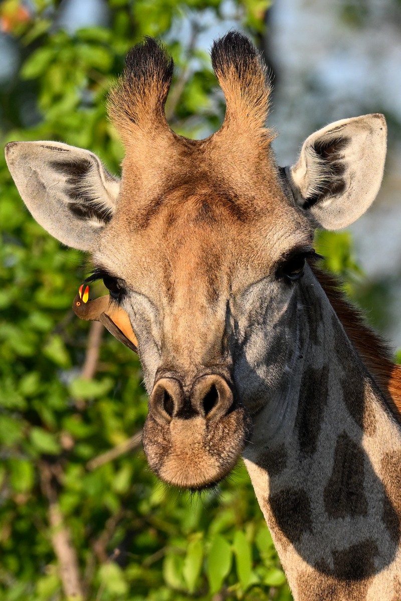 Yellow-billed Oxpecker - ML646437996