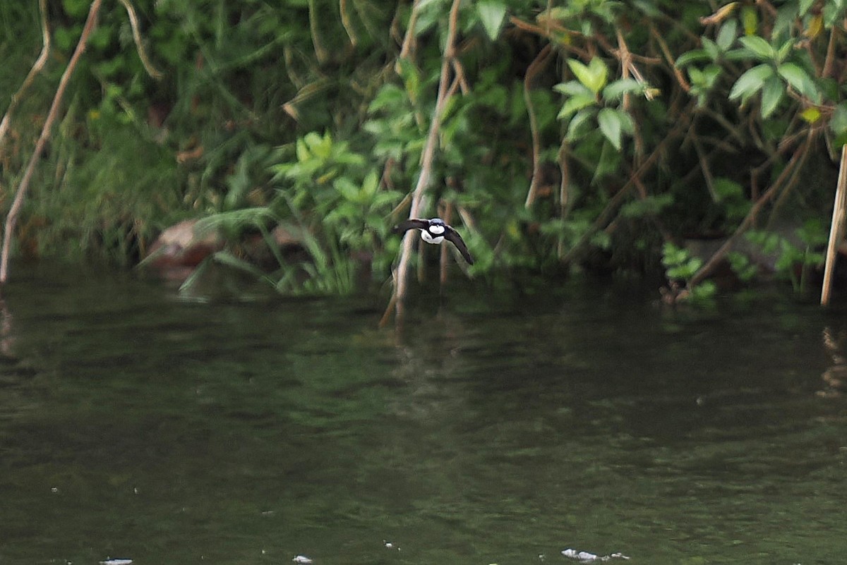 vlaštovka límcová - ML646437998