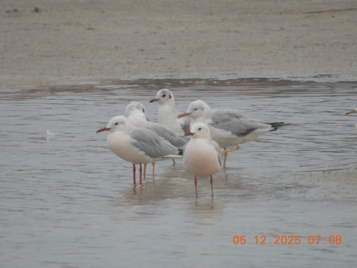 Slender-billed Gull - ML646438001