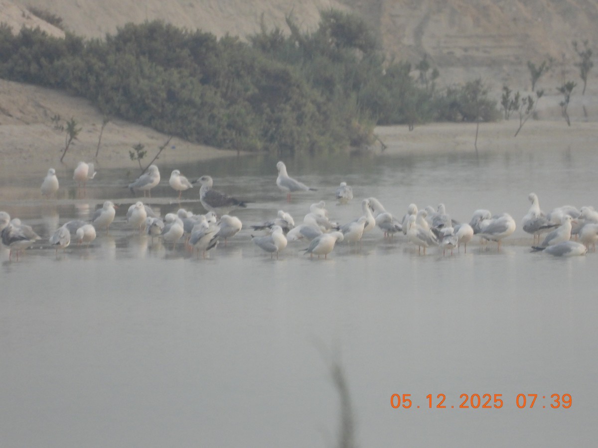 Slender-billed Gull - ML646438008
