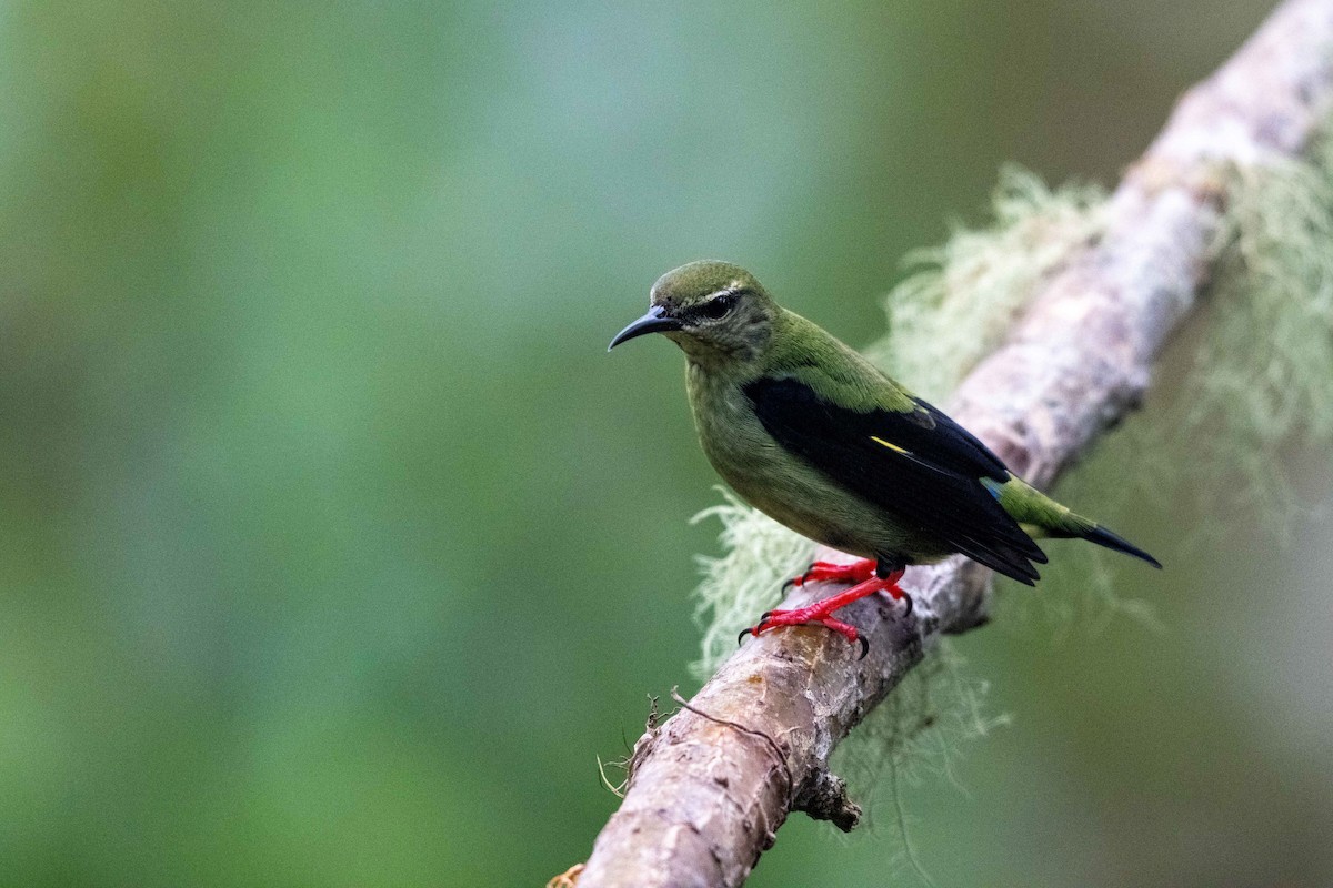Red-legged Honeycreeper - ML646438010