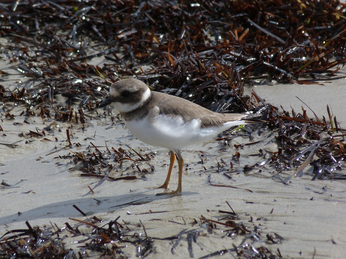 ハジロコチドリ - ML646438014