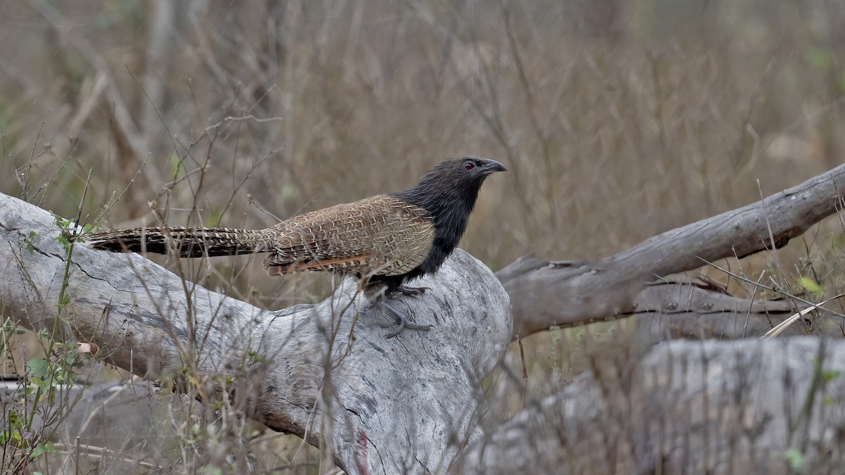 Pheasant Coucal - ML646438015