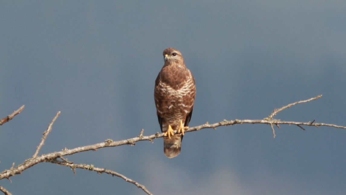 歐亞鵟(vulpinus/menetriesi) - ML646438030