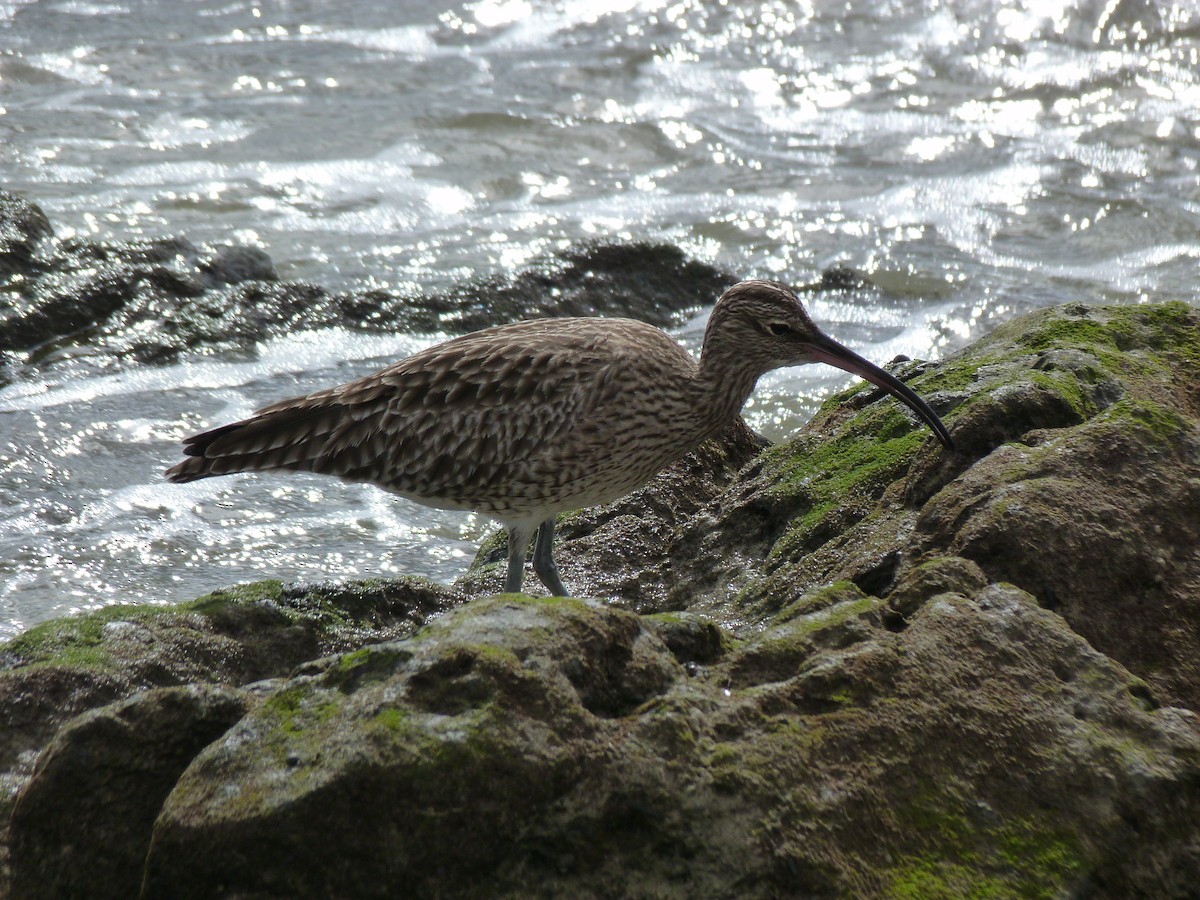 チュウシャクシギ - ML646438034