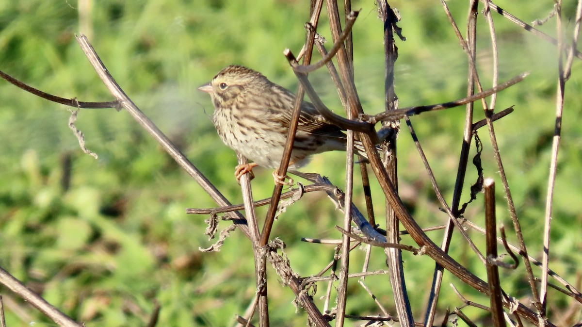 Savannah Sparrow - ML646438036