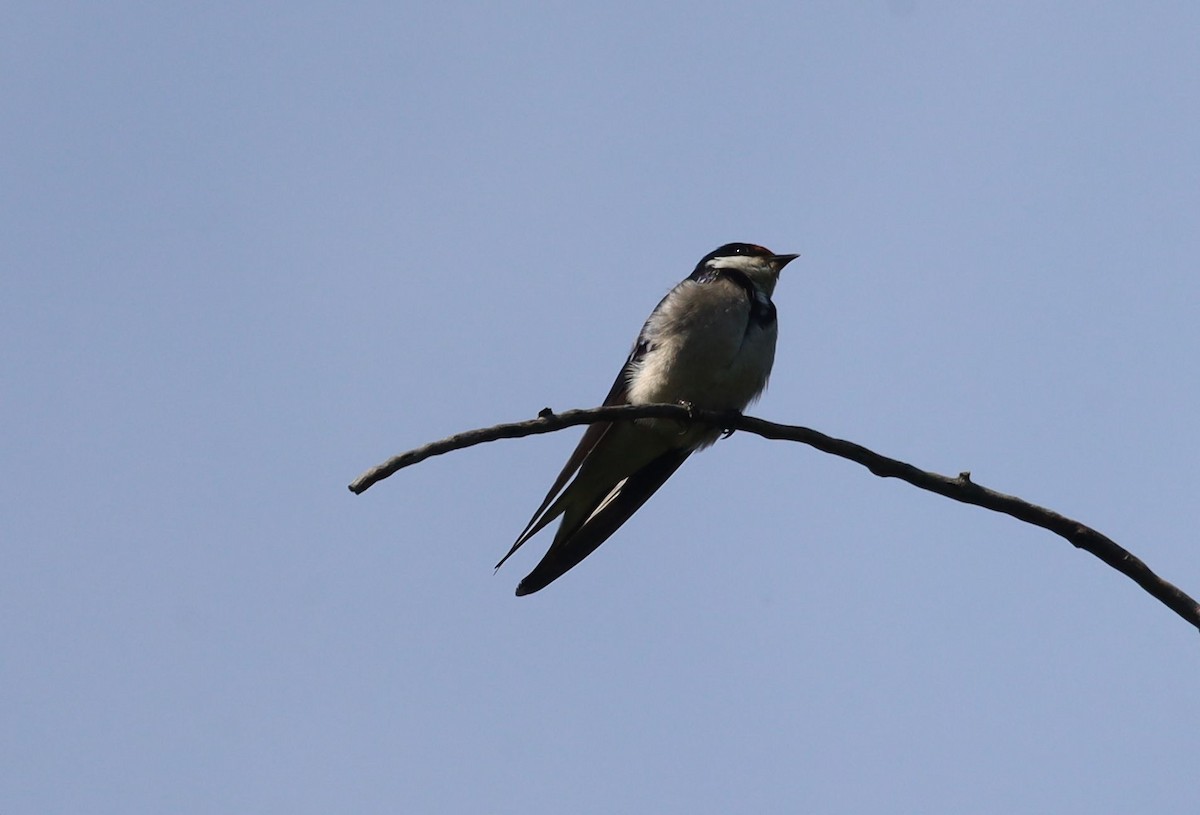 White-throated Swallow - ML646438041