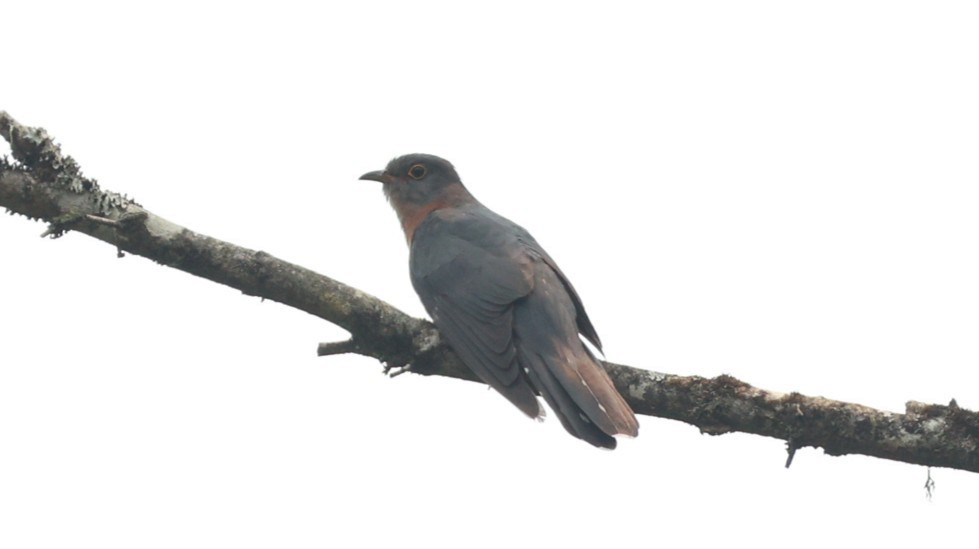 Red-chested Cuckoo - ML646438042