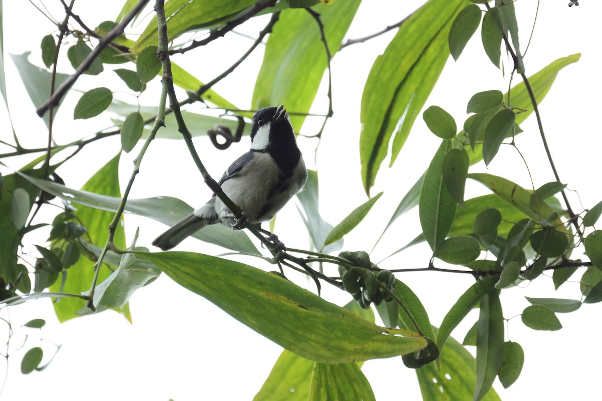 Asian Tit - ML646438043